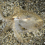 Amphioctopus marginatus